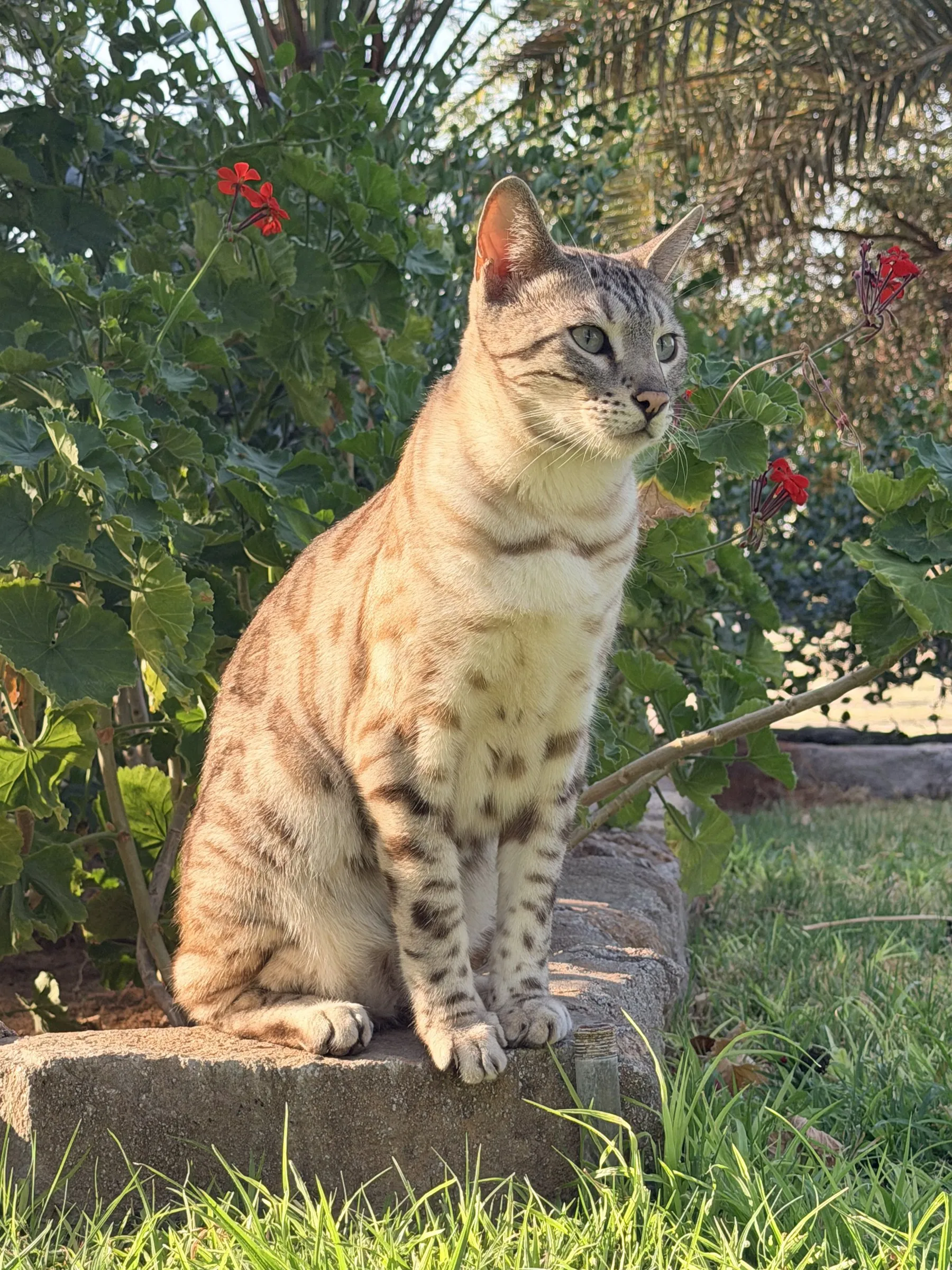 Kauai, one of the three Yaguma cats