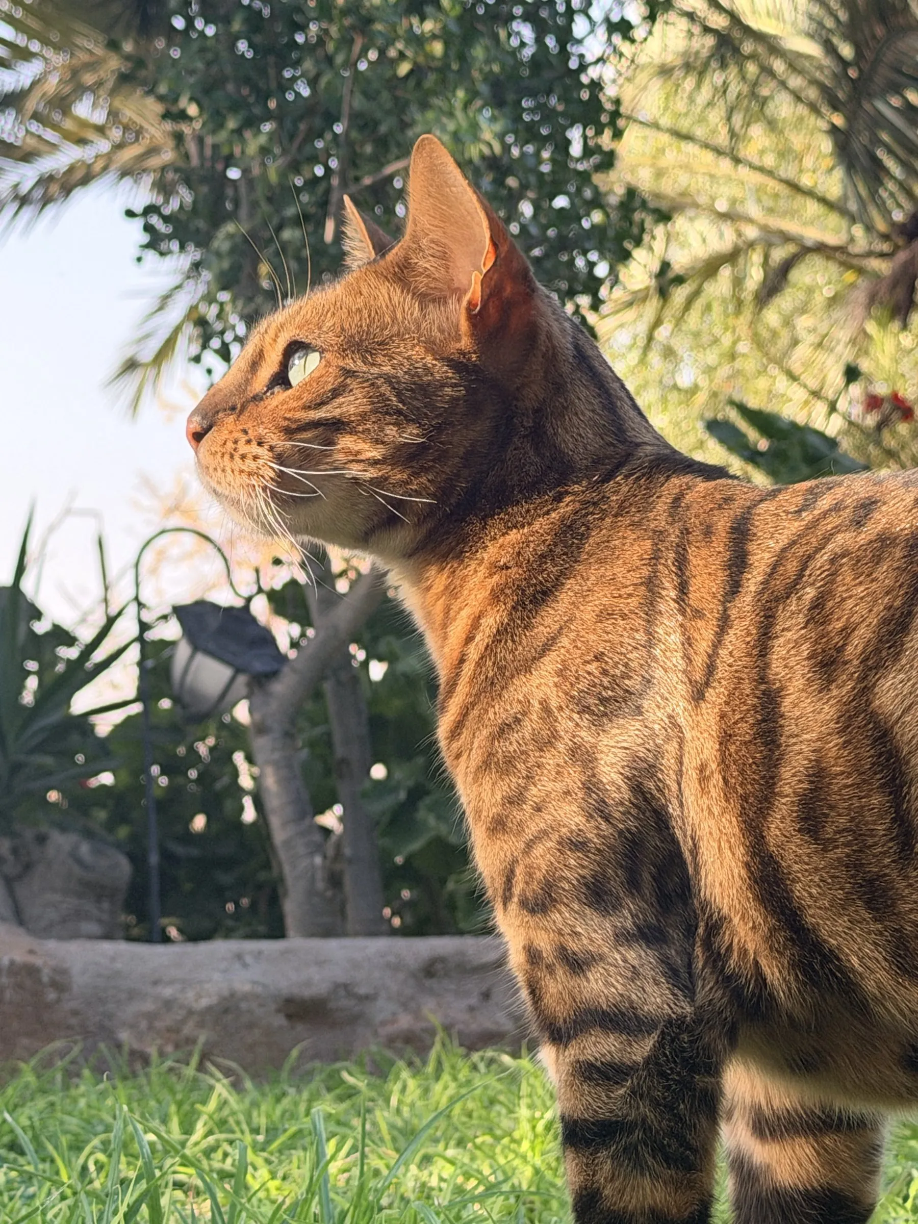 Tonga, one of the three Yaguma cats
