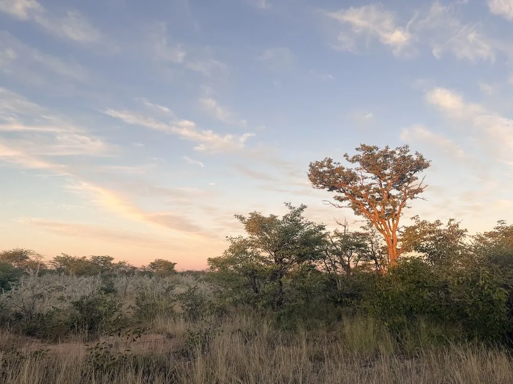 Bush landscape on the farm where the game roams
