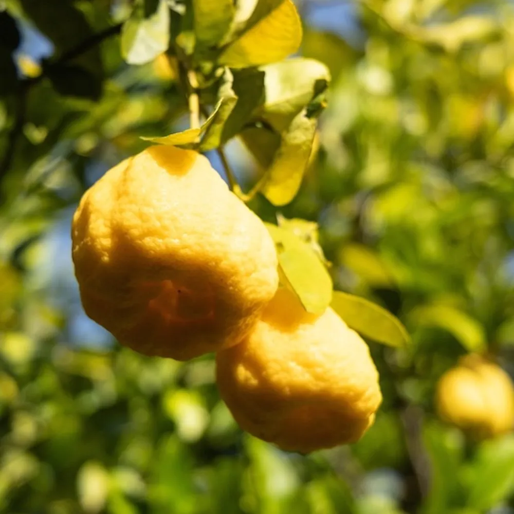 Lemons ripening on the tree