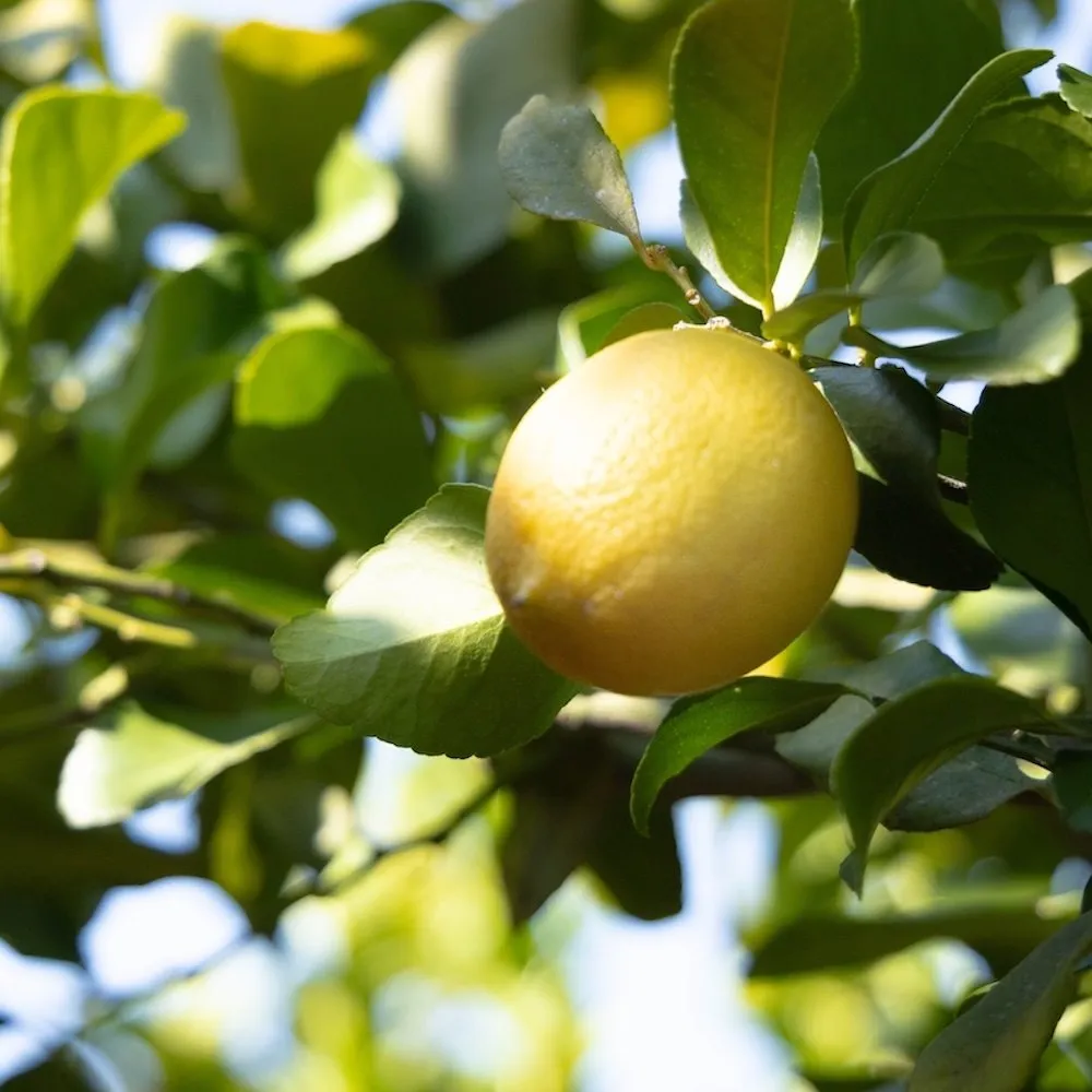 A single lemon among the leaves