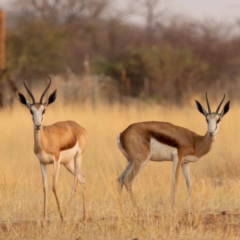 Springbok in the grass on Yaguma farm