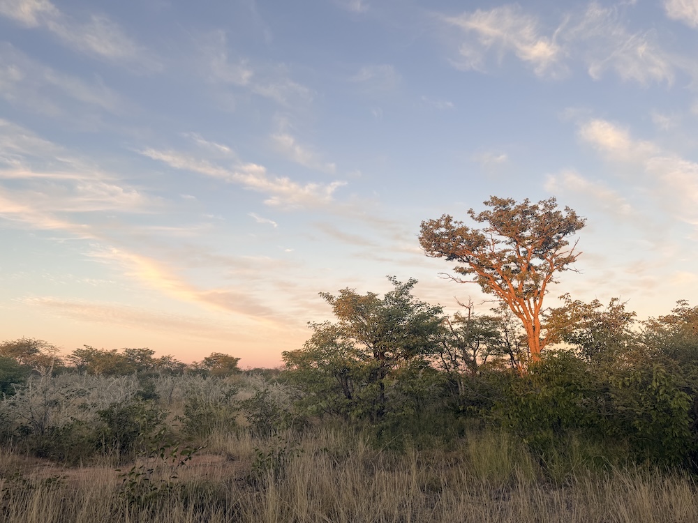 Home paysage bush
