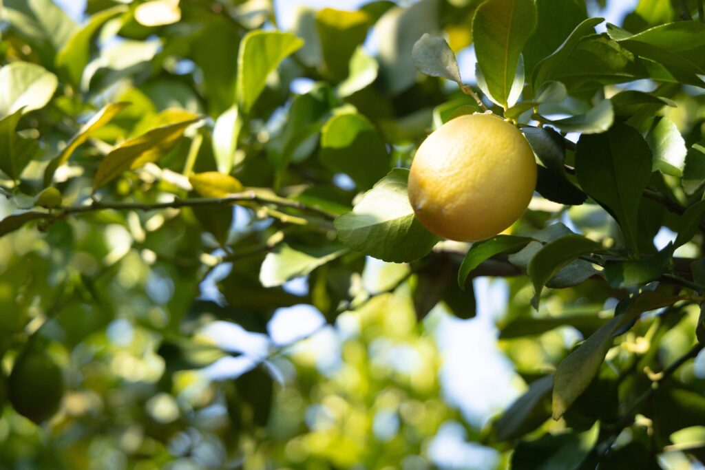 lemon alone