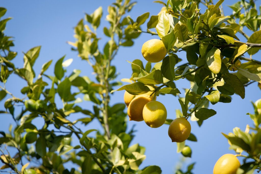 lemons multiple