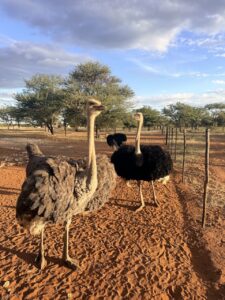 Accommodations ostriches