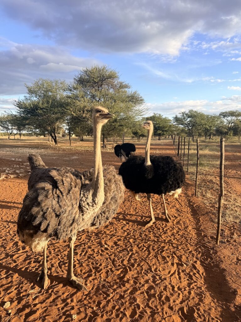 ostriches