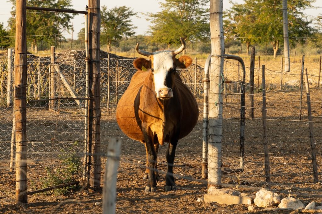 pregnant cow