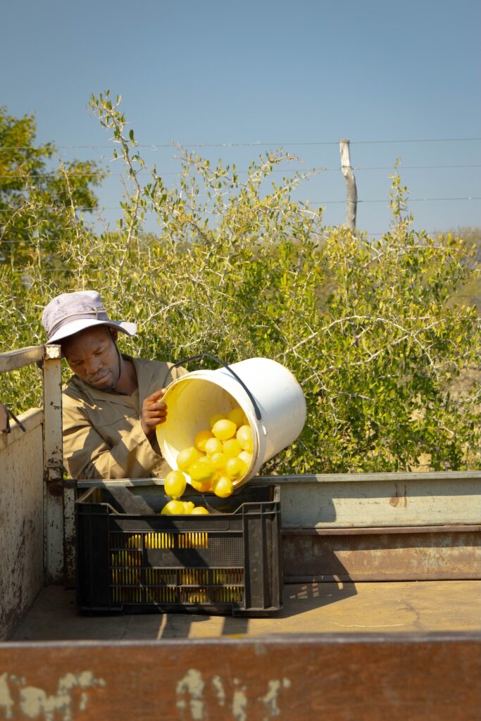 silvanus harvesting