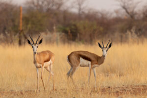 Accommodations springboks