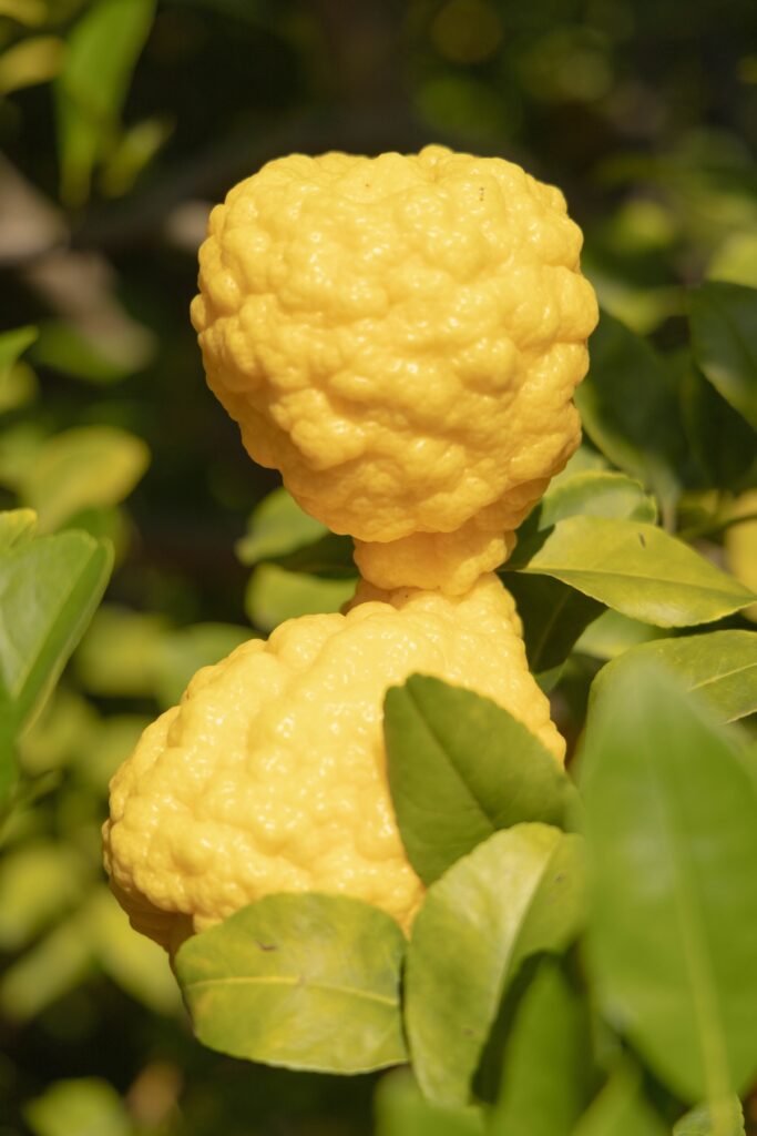 weird lemon