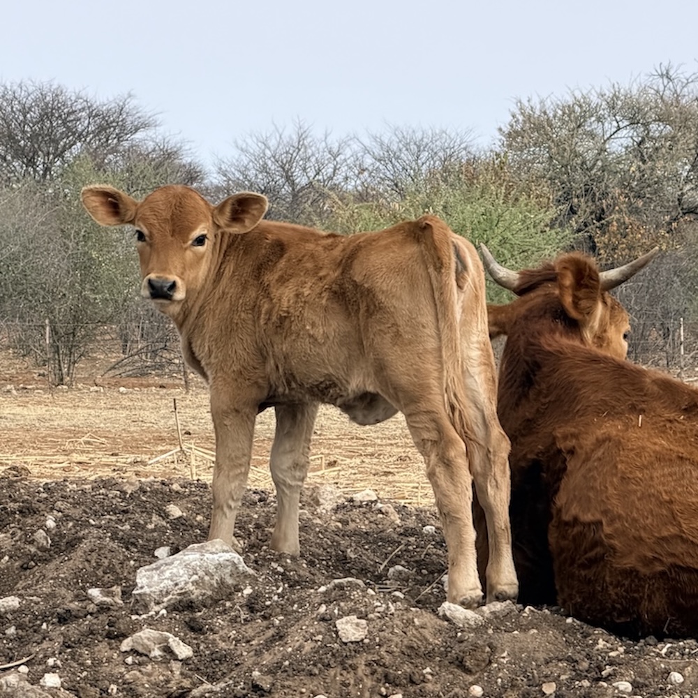 Home baby cow copie