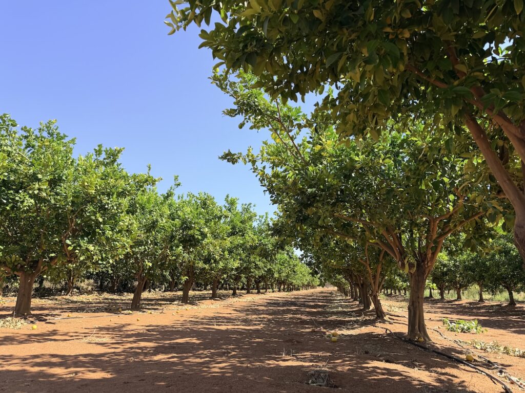 lemon plantation