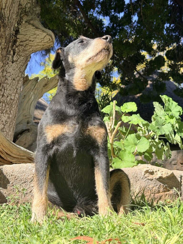 max