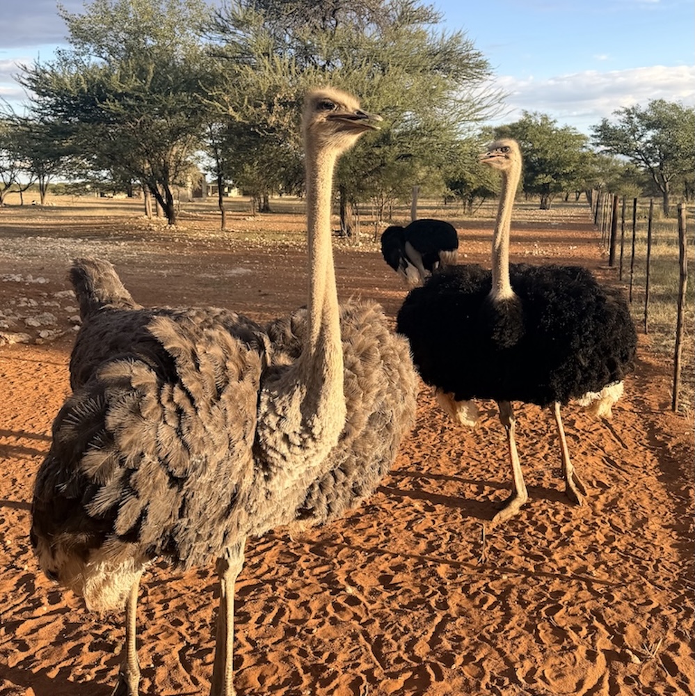 Home ostriches copie