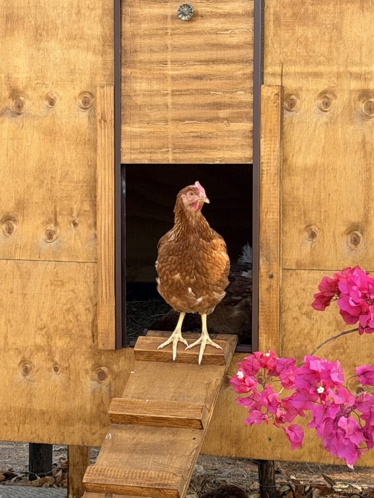 poultry