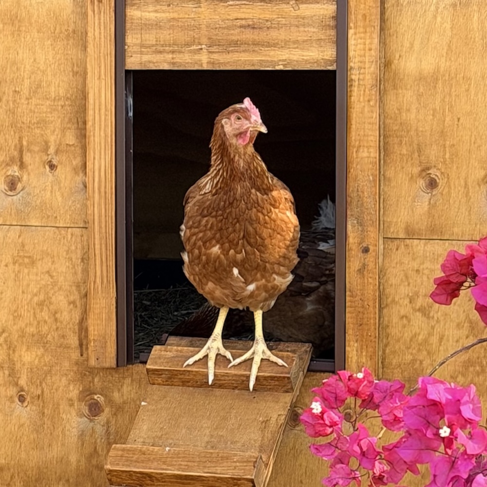 Home poultry copie