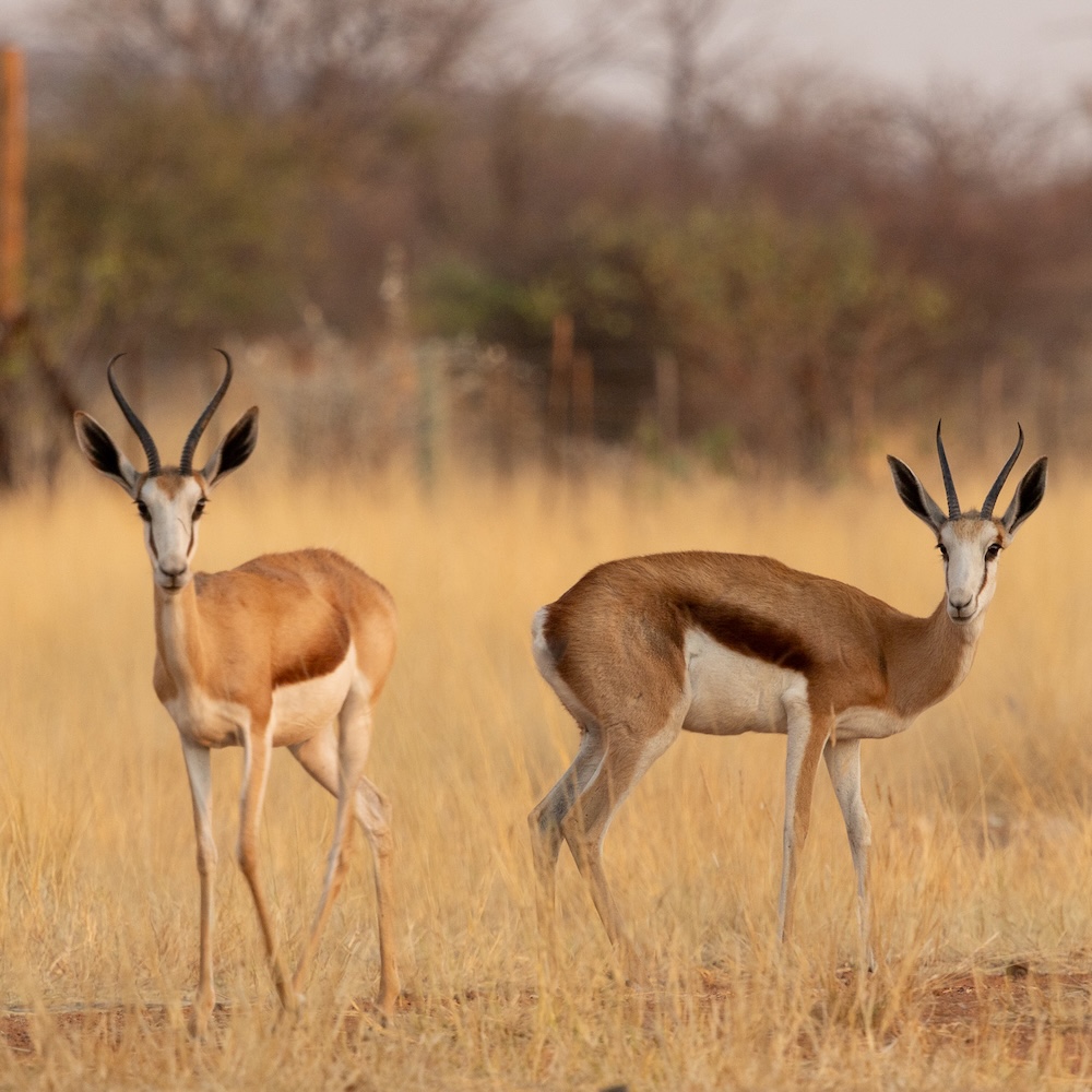 Home springboks copie